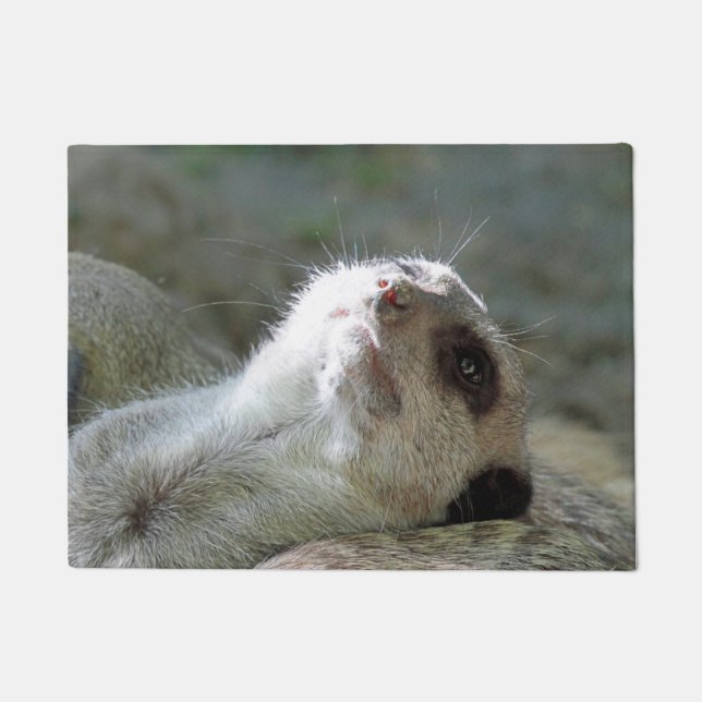Paillasson Meerkat 024 (Devant)