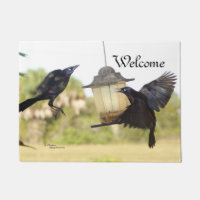 Natte bienvenue de deux oiseaux de corneille