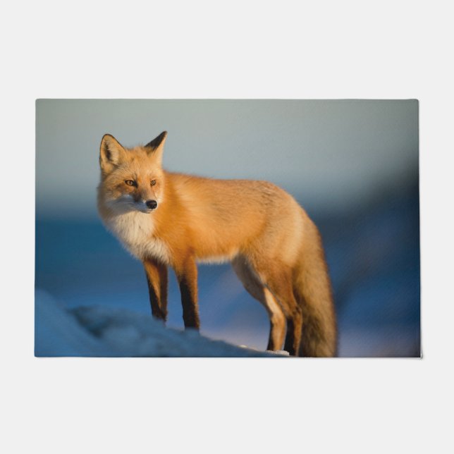 Paillasson Renard Brown (Devant)