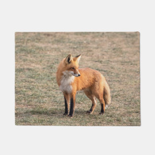 Paillasson Renard rouge dans un champ