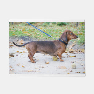 Paillasson sanglier de dachshund plein