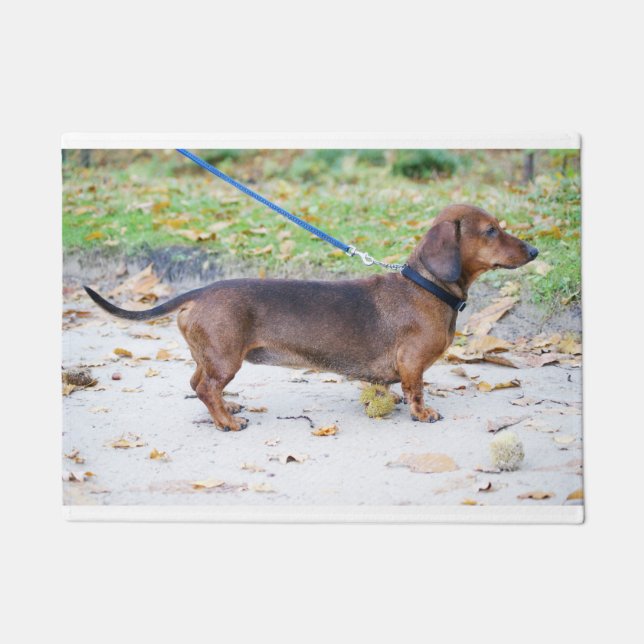Paillasson sanglier de dachshund plein (Devant)
