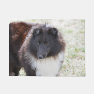 Paillasson Sheltie adorable