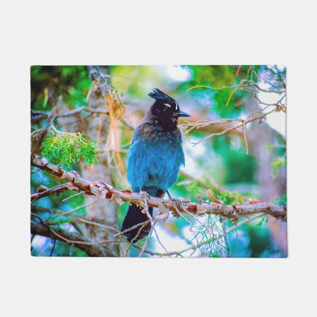 Paillasson Steller's Jay - Photographie originale (Devant)