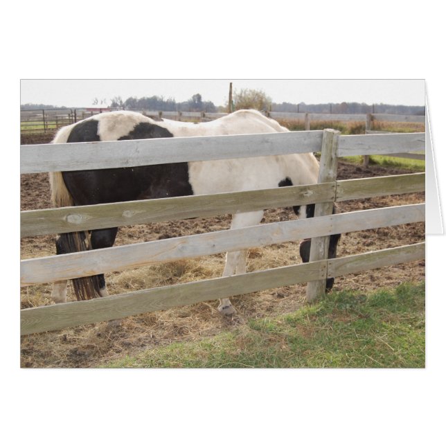 Paint Horse/Pinto (Devant horizontal)