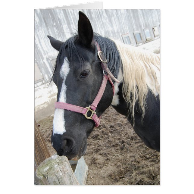 Paint Pinto Horse (Devant)