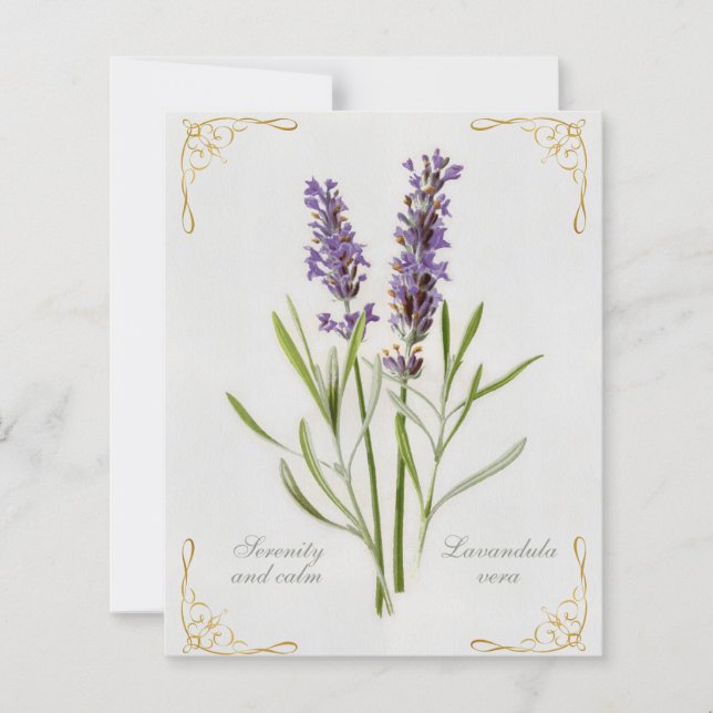 Painted Lavandula Vera Serenity et Calm (Devant)