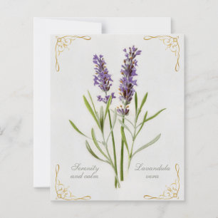 Painted Lavandula Vera Serenity et Calm