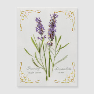 Painted Lavandula Vera Serenity et Calm