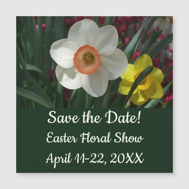 Pair of Daffodils Pink and Yellow Spring Flowers (Devant)