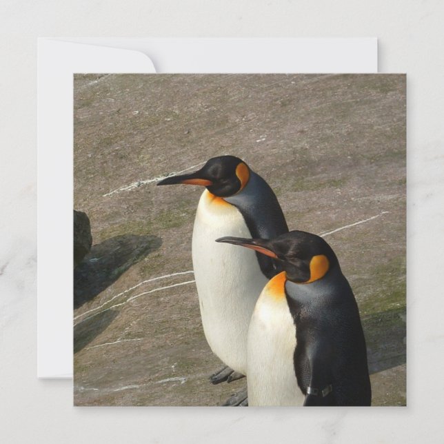 Pair of Penguins Invitation (Devant)