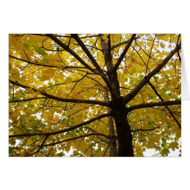 Pair of Yellow Maple Trees Autumn Nature (Devant Horizontal)