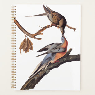 Paire Audubon de baiser des pigeons voyageurs
