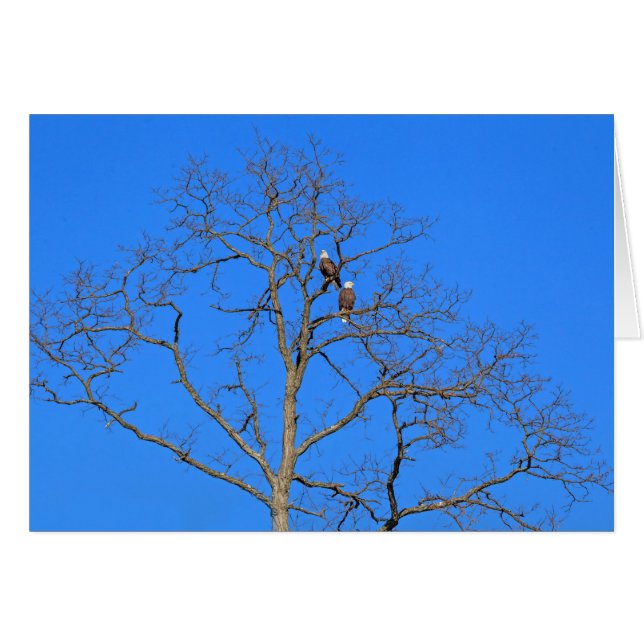 Paire d'aigle à tête blanche dans l'arbre (Devant horizontal)
