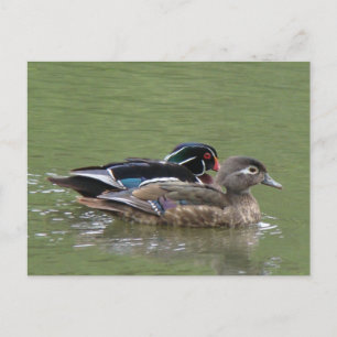 Paire de canard en bois Carte postale