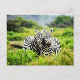 Paire de carte postale photo Zebras