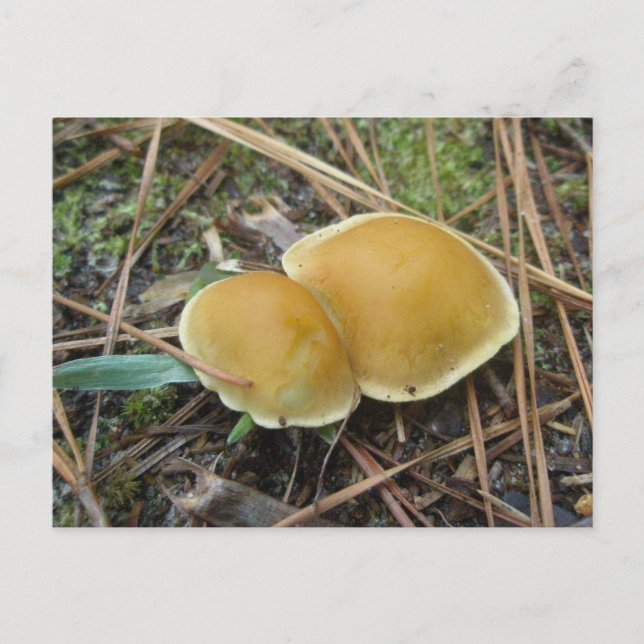 Paire de cartes postales Gold Creme OBX (Devant)