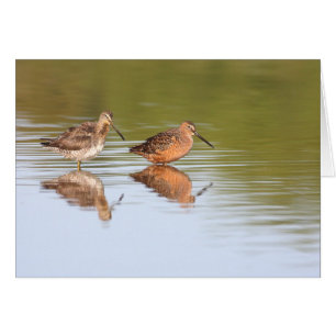 Paire de dowitchers