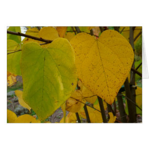 Paire de Feuille Redbud Automne  photo d'automne