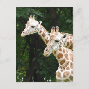 Paire de Giraffes Carte postale