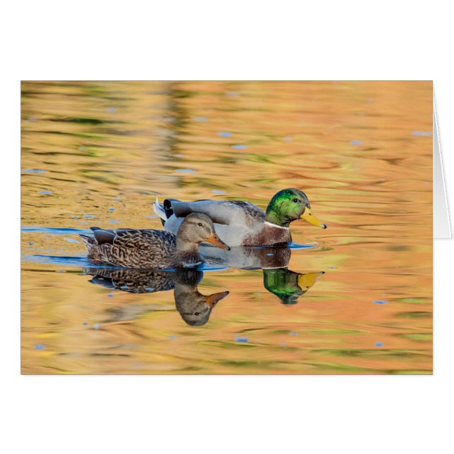 Paire de Mallards (Devant horizontal)
