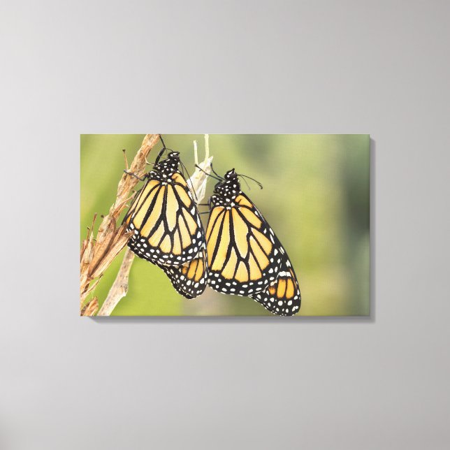 Paire de Monarch Butterflys Photographie Toile d'a (Recto)