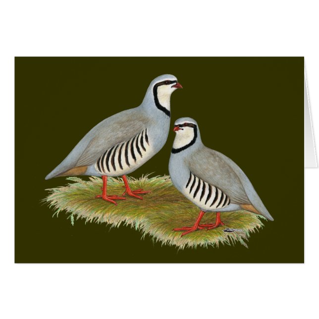 Paire de perdrix de Chukar (Devant horizontal)