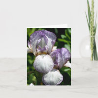 Paire de photographies de fleurs d'Iris barbus 