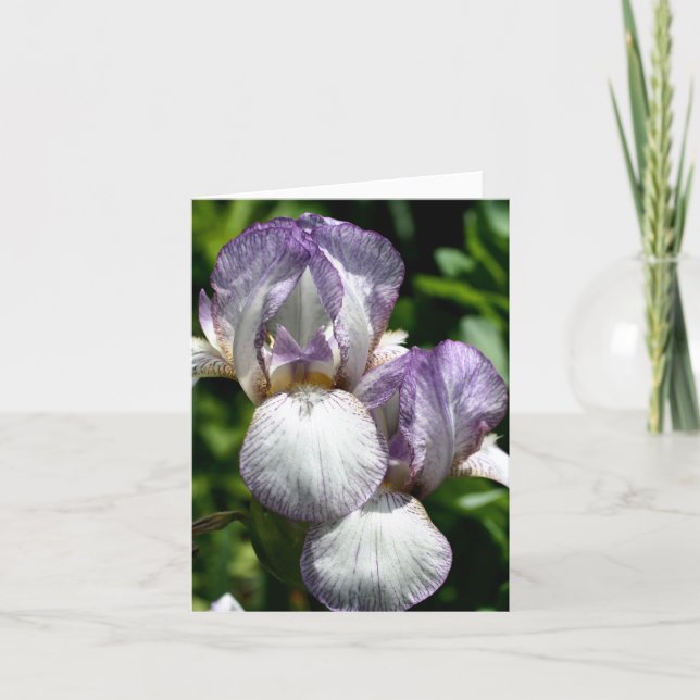 Paire de photographies de fleurs d'Iris barbus  (Devant)