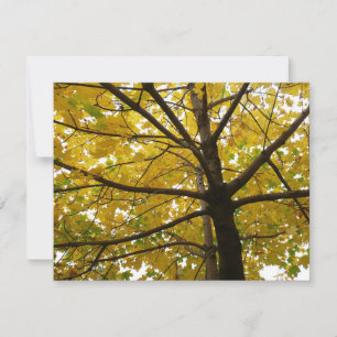 Paire d'érables jaunes Automne Nature