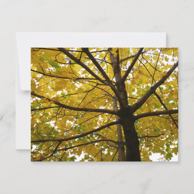 Paire d'érables jaunes Automne Nature (Devant)