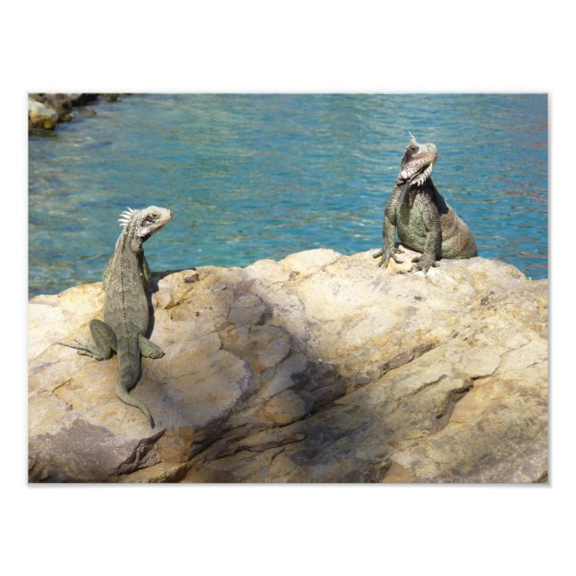 Paire d'Iguanes Photographie de faune tropicale (Devant)