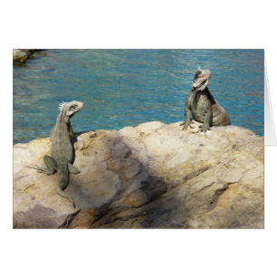 Paire d'Iguanes Photographie de faune tropicale
