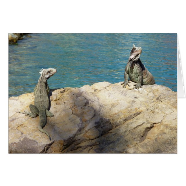 Paire d'Iguanes Photographie de faune tropicale (Devant horizontal)