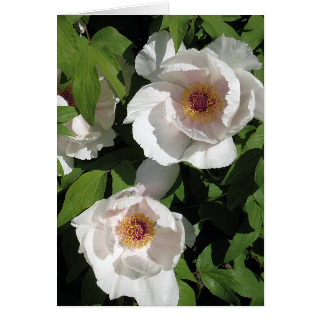 paires blanches de pivoines (Devant)