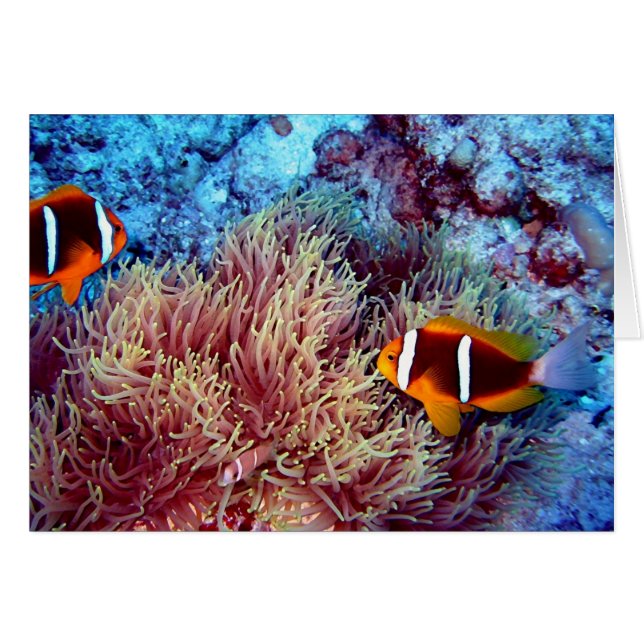 Paires de clown dans Anemonie exotique (Devant horizontal)