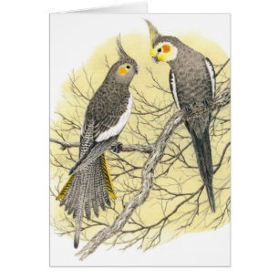 Paires de Cockatiel - hollandicus de Nymphicus