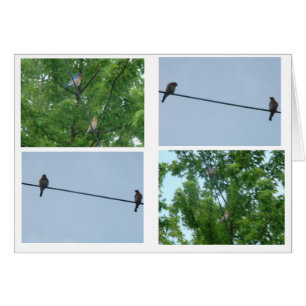 Paires d'oiseau bleu, collage