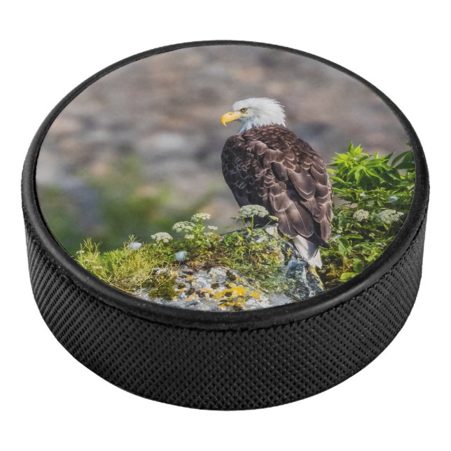 Palet De Hockey Aigle bald assis sur le rocher (3/4/2016 12:00:00 AM)