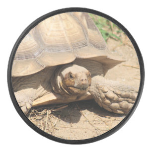 Palet De Hockey Ala aldabra