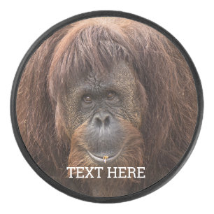 Palet De Hockey Belle photographie de Borneo Orangutan
