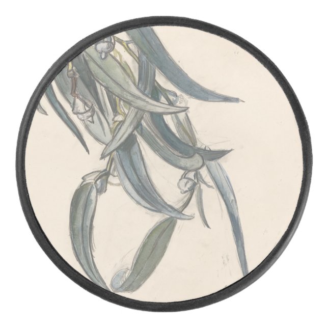 Palet De Hockey Bloeiende tak van een eucalyptus (Devant)