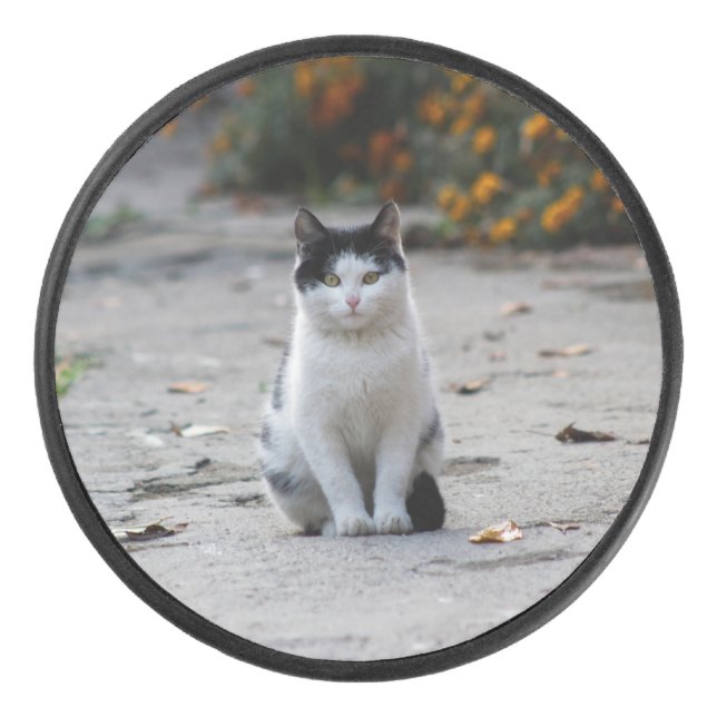 Palet De Hockey Chat, Blanc, Animaux (Devant)
