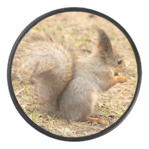 Palet De Hockey Photo d'un écureuil mignon mangeant une noix