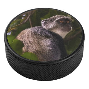 Palet De Hockey Singe bleu, Zanzibar