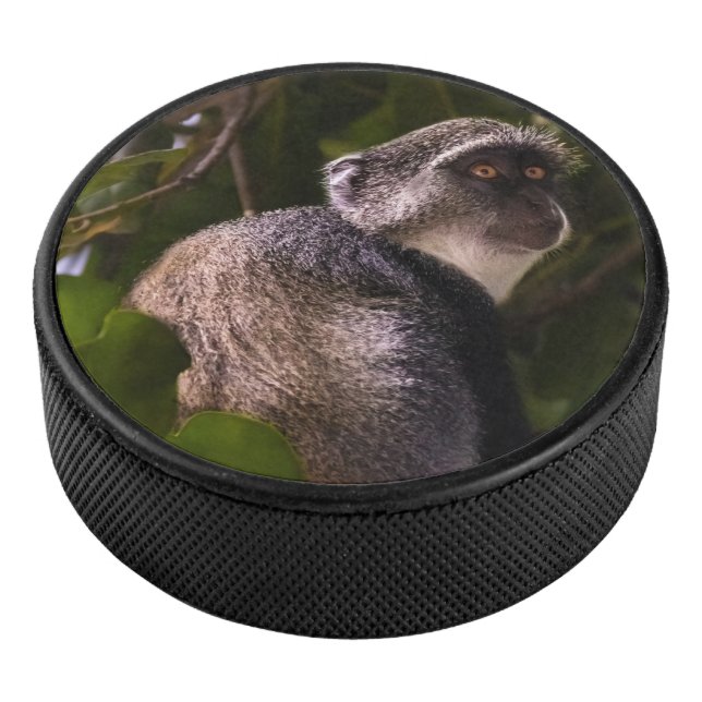 Palet De Hockey Singe bleu, Zanzibar (3/4/2016 12:00:00 AM)