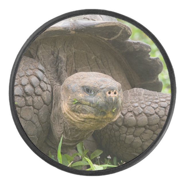 Palet De Hockey Tortue géante (Devant)