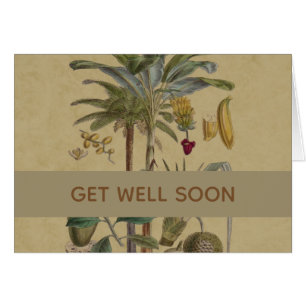 Palm Antique Fruit Tropical Art Botanique