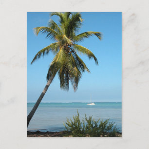 Palm Tree - Carte postale