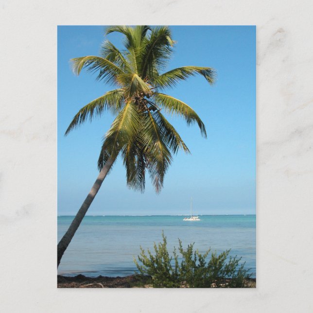 Palm Tree - Carte postale (Devant)